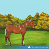 Horse Color:Powder White Silver Bay 