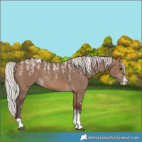 Horse Color:Powder White Silver Bay Dun 