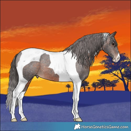 Horse Color:Brown Tobiano Appaloosa 