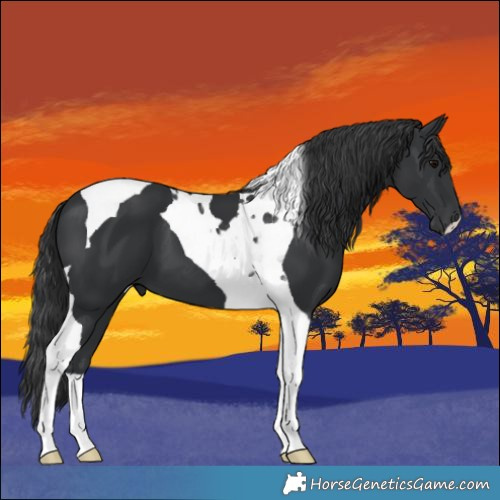 Horse Color:Black Tobiano 