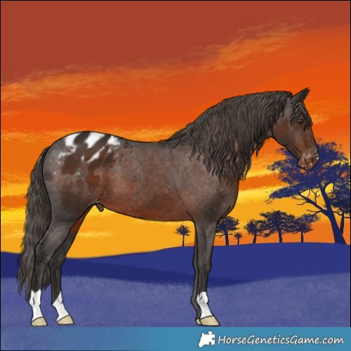 Horse Color:Liver Chestnut Appaloosa 