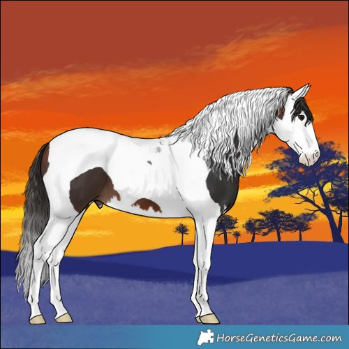 Horse Color:Bay Splash Tobiano 