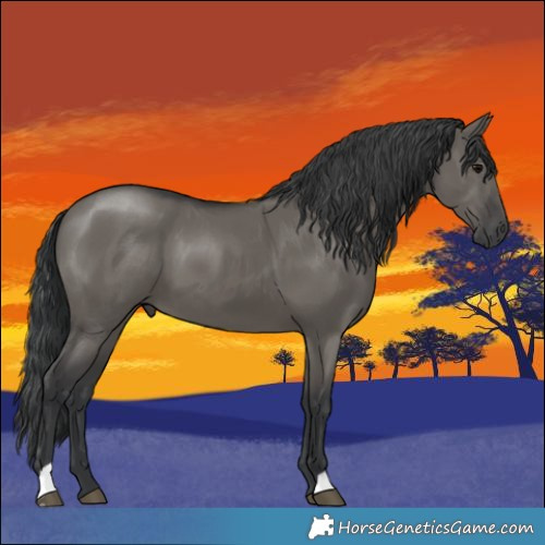 Horse Color:Grullo 