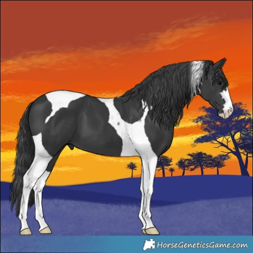 Horse Color:Black Tobiano 
