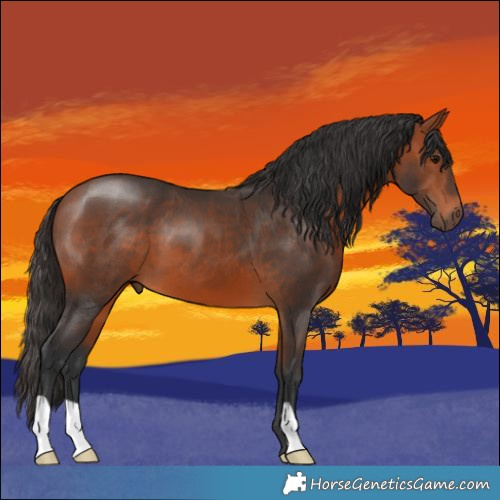 Horse Color:Bay 
