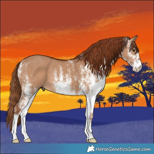 Horse Color:White Spotted Red Dun 