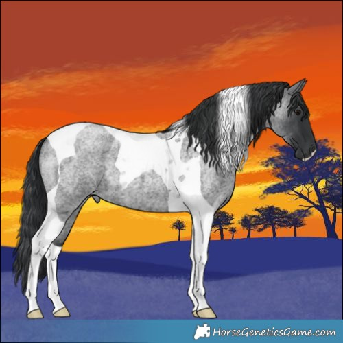 Horse Color:Blue Roan Tobiano 