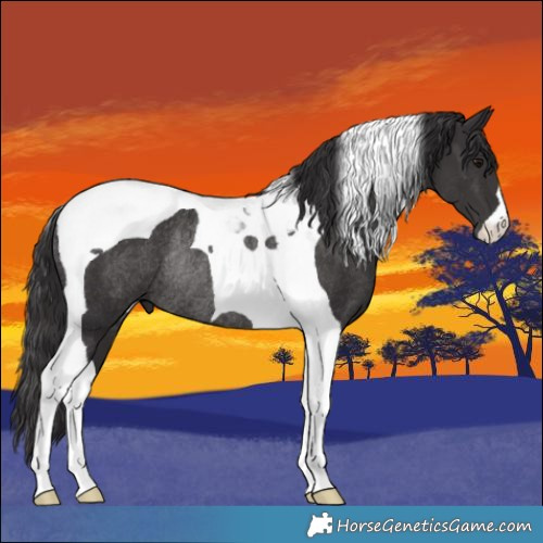 Horse Color:Smoky Black Tobiano Rabicano 