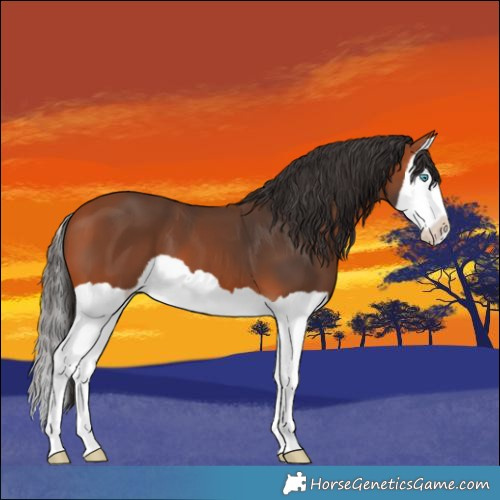 Horse Color:Bay Splash 