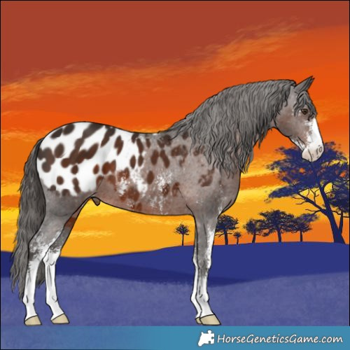 Horse Color:Liver Chestnut Sabino Appaloosa 