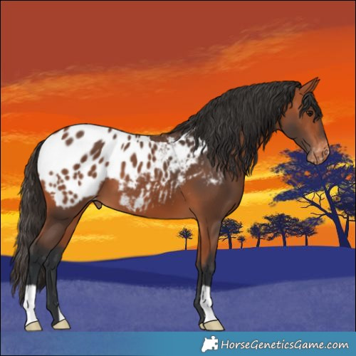 Horse Color:Bay Appaloosa 