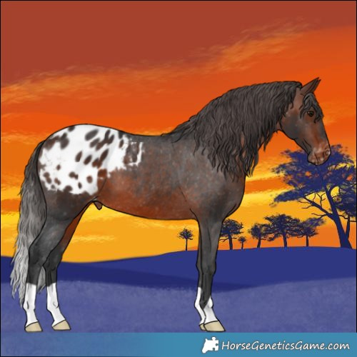 Horse Color:Brown Appaloosa 