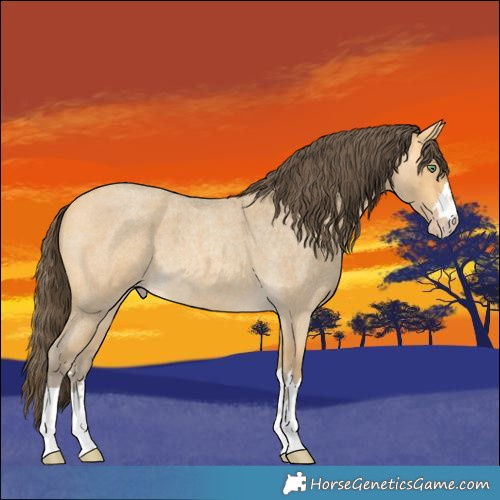 Horse Color:Amber Cream Champagne Roan 