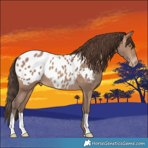 Horse Color:Sable Champagne Appaloosa 