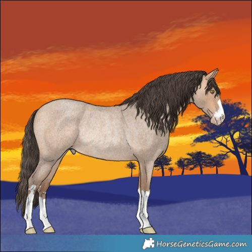 Horse Color:Amber Champagne Roan Rabicano 