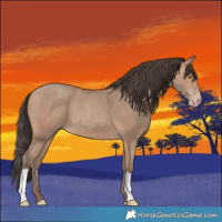 Horse Color:Amber Champagne 