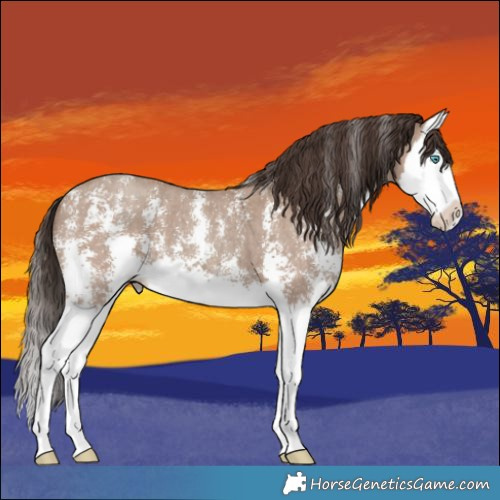 Horse Color:Classic Champagne Sabino Splash 
