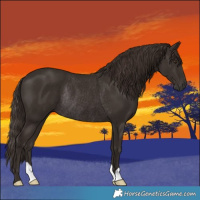 Horse Color:Liver Chestnut Rabicano 
