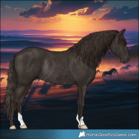 Horse Color:Liver Chestnut Rabicano 
