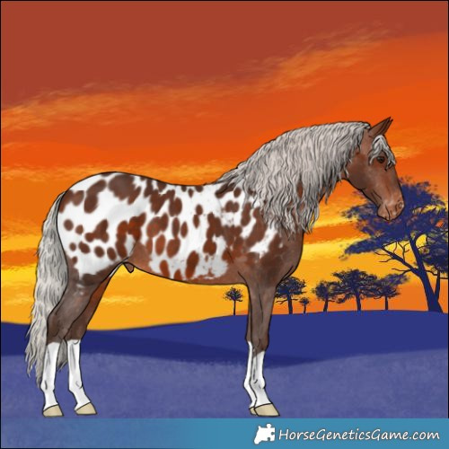 Horse Color:Silver Brown Appaloosa 