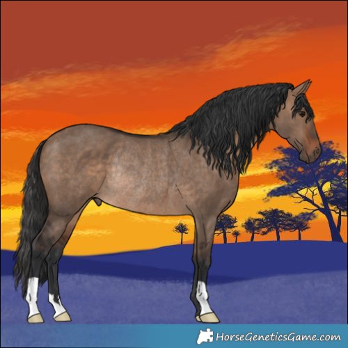 Horse Color:Brown Dun Rabicano 