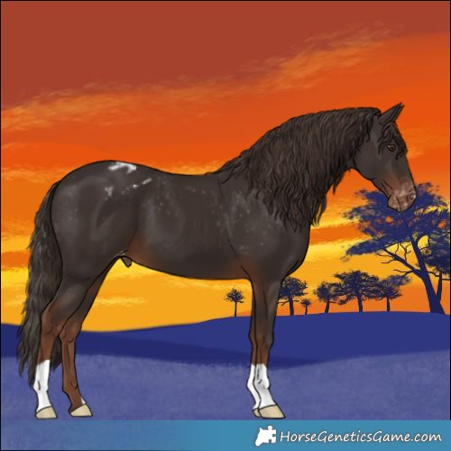 Horse Color:Liver Chestnut Appaloosa 