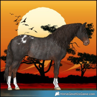Horse Color:Liver Chestnut Varnish Rabicano 