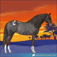 Horse Color:Liver Chestnut Appaloosa Rabicano