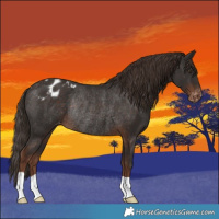 Horse Color:Liver Chestnut Varnish Rabicano 
