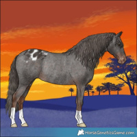 Horse Color:Liver Chestnut Varnish Rabicano 