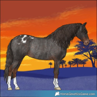 Horse Color:Liver Chestnut Appaloosa Rabicano 