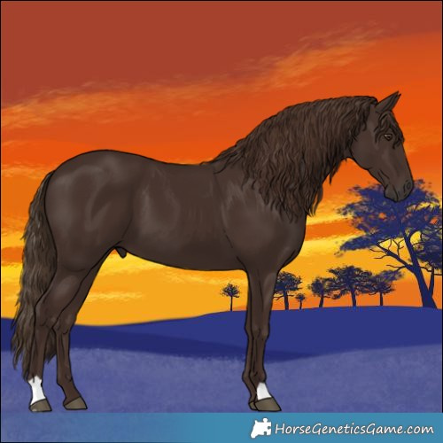 Horse Color:Liver Chestnut 