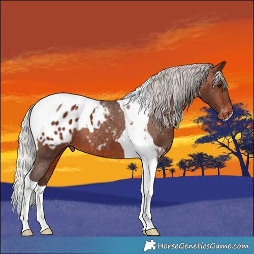 Horse Color:Silver Brown Tobiano Appaloosa 