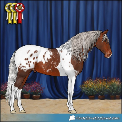 Horse Color:Silver Brown Tobiano Blanket 