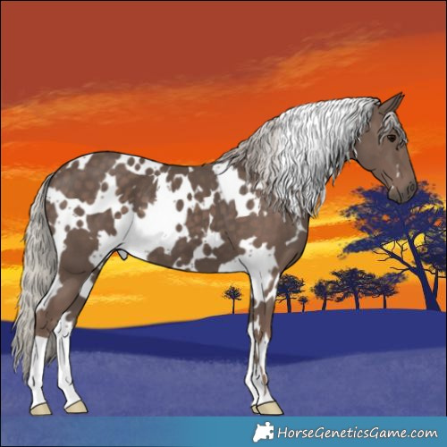 Horse Color:White Spotted Silver Black 