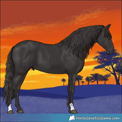 Horse Color:Smoky Black 