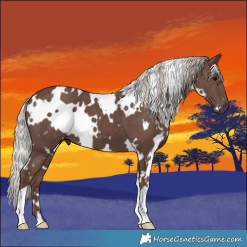 Horse Color:White Spotted Silver Black 