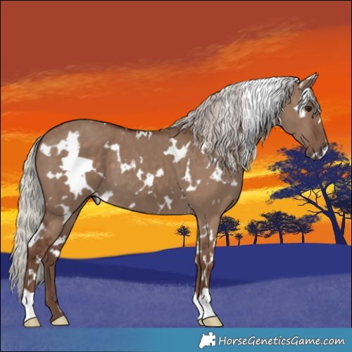 Horse Color:White Spotted Silver Grullo 