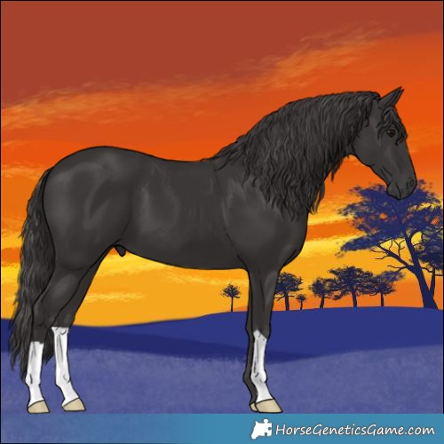 Horse Color:Smoky Black 