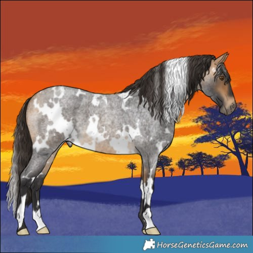 Horse Color:White Spotted Buckskin Roan 