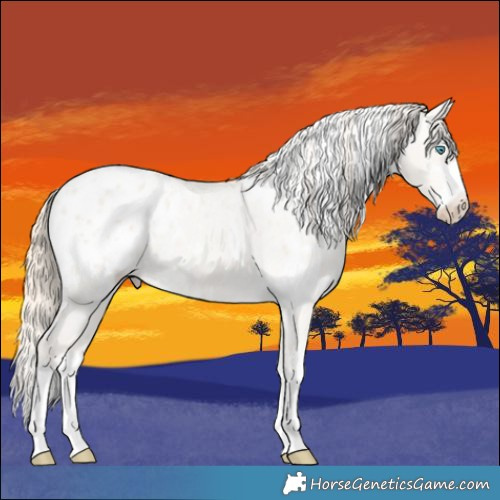 Horse Color:White Spotted Smoky Creme Dun Appaloosa 