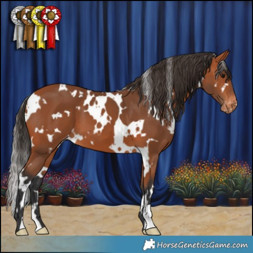 Horse Color:White Spotted Bay Varnish 