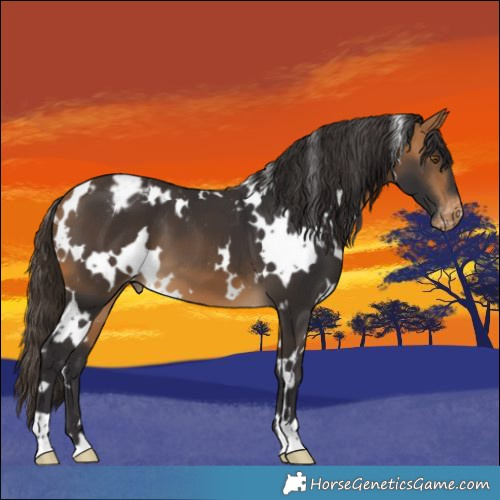 Horse Color:White Spotted Buckskin Appaloosa 