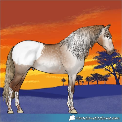 Horse Color:Gray Red Dun Tobiano Appaloosa 