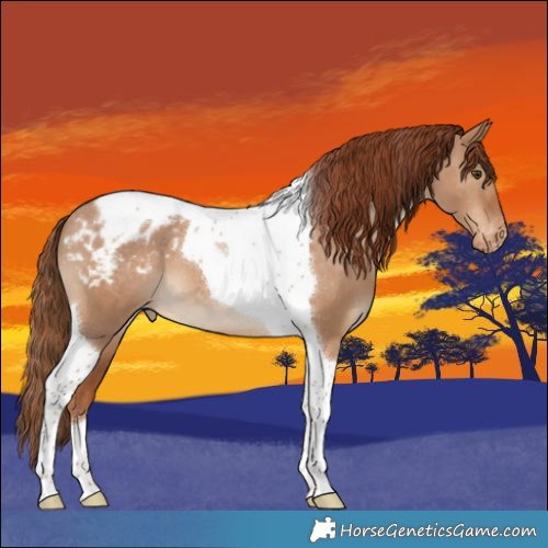 Horse Color:Red Dun Tobiano Appaloosa 