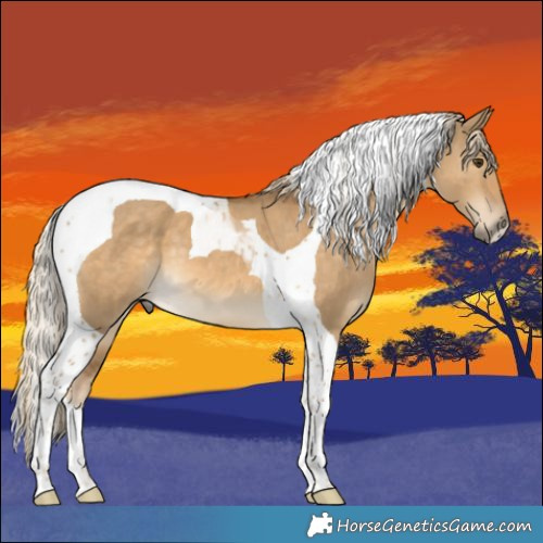 Horse Color:Chocolate Palomino Dun Tobiano 