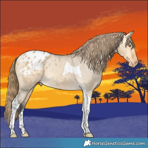 Horse Color:Buckskin Dun Tobiano Appaloosa 