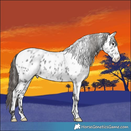 Horse Color:White Spotted Smoky Blue Roan Appaloosa 