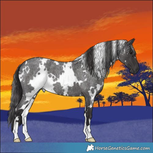Horse Color:White Spotted Smoky Blue Roan 