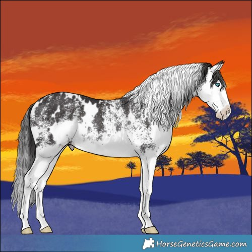 Horse Color:White Spotted Smoky Black Splash Rabicano 